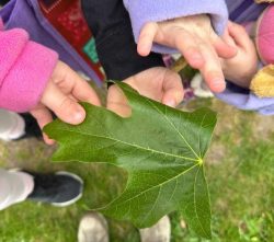 hands holding leaf 